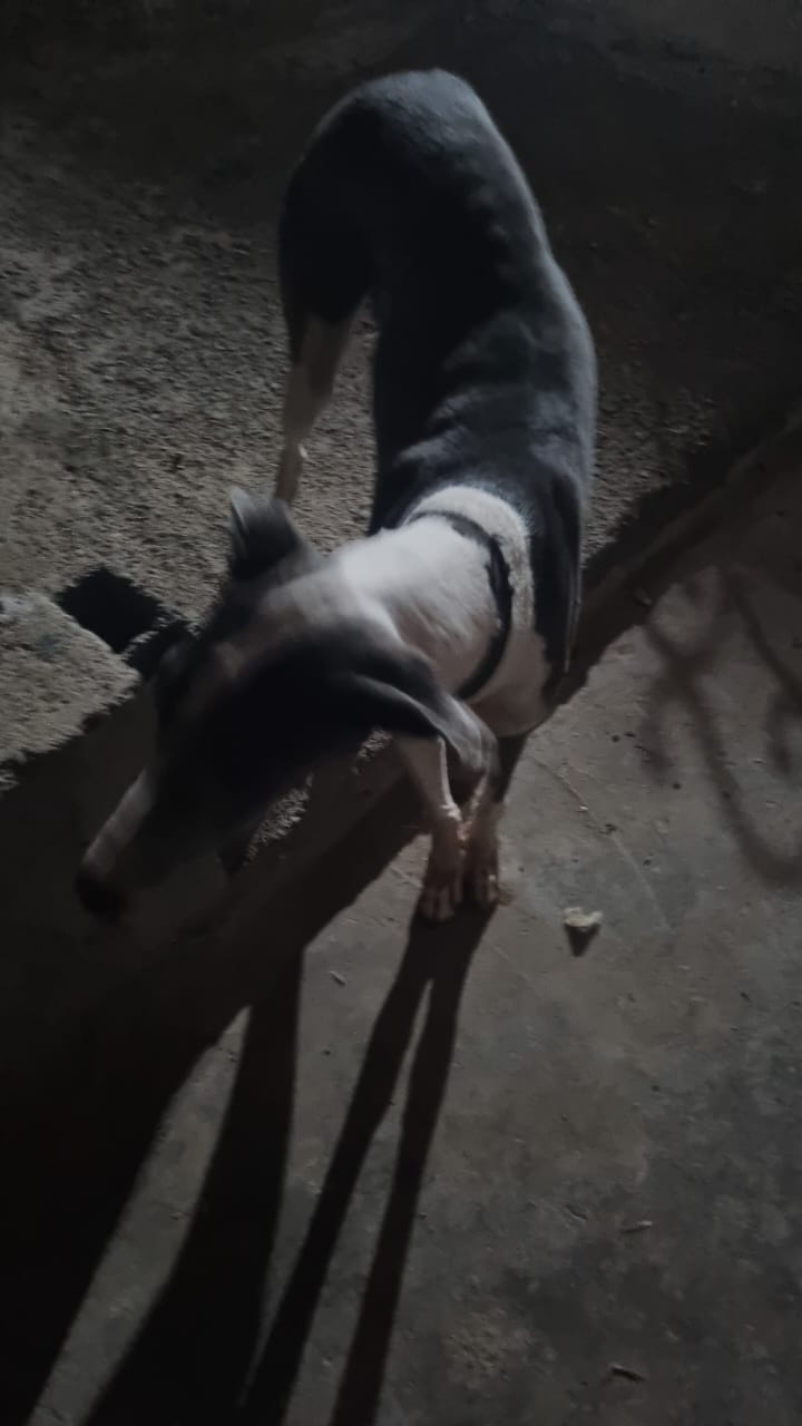 Lire la suite à propos de l’article Chien blessé à une patte